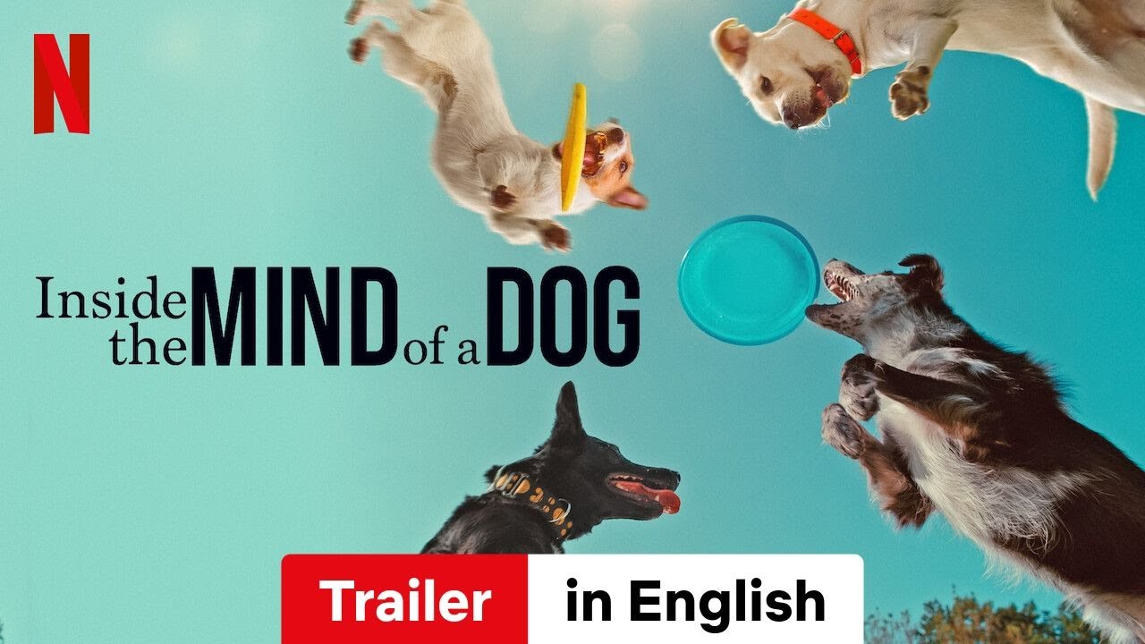 “Exploring Your Dog’s Mind: Inside the World of Canine Thought”