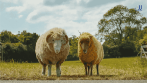Winter Lamb and Mopple in The Sheep Detectives 2026 - key characters in solving George Hardy's murder